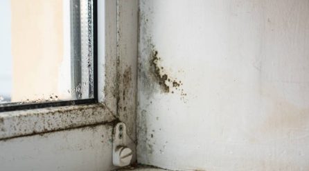 Detect Mold: Protect Home & Health