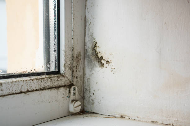 Detect Mold: Protect Home & Health