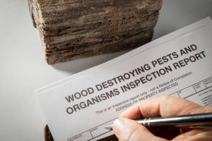 Protect Your Home: Termite