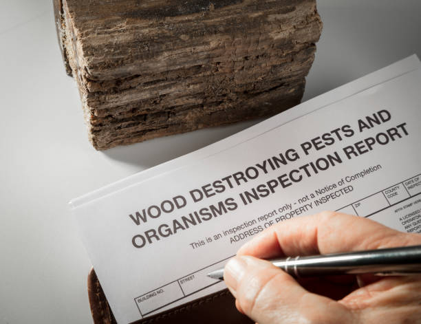 Protect Your Home: Termite